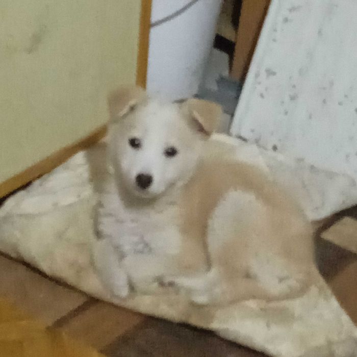 Продаются щенки 2 мес