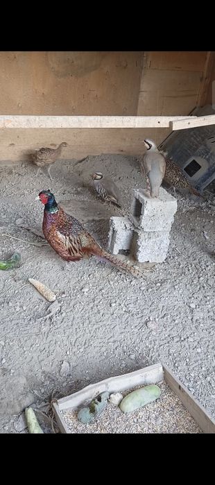 Fazan Kavkaz sotiladi 1+2 kelishamiz arzonroq beraman