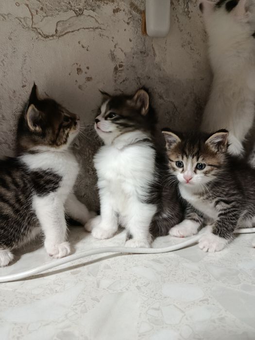 Продаются котята