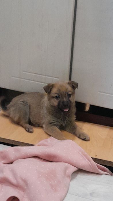 Дарю щенка!        .