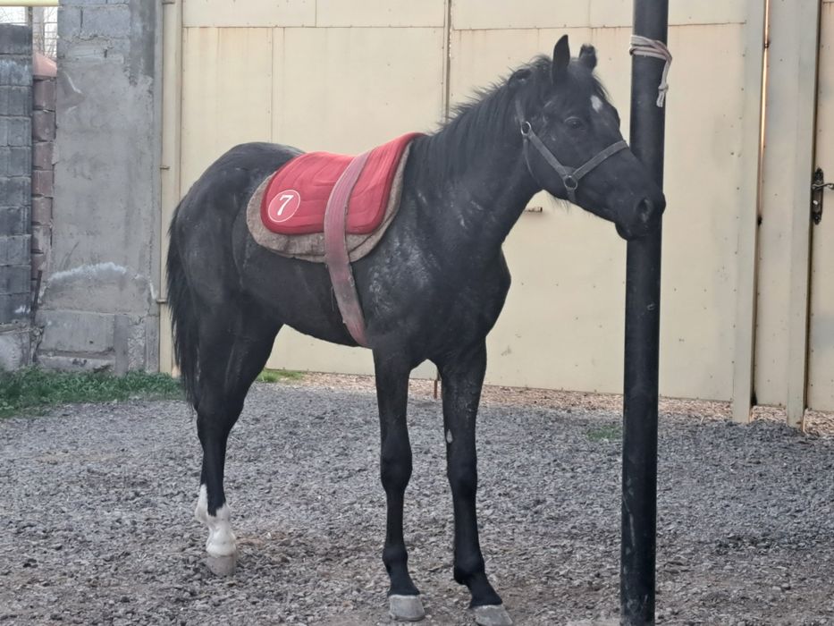 Продам  Кунан Ангыл Тай