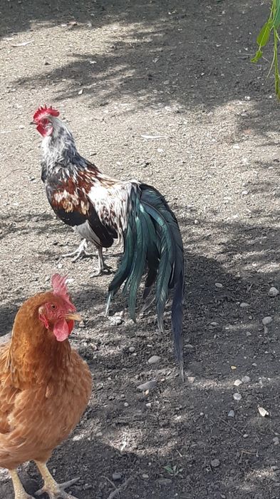 Vând cocoșel pitic