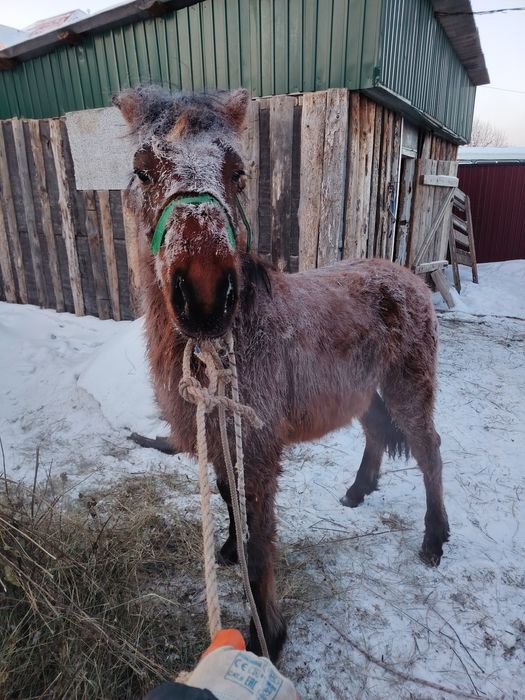 Продам жабагы семиртилген