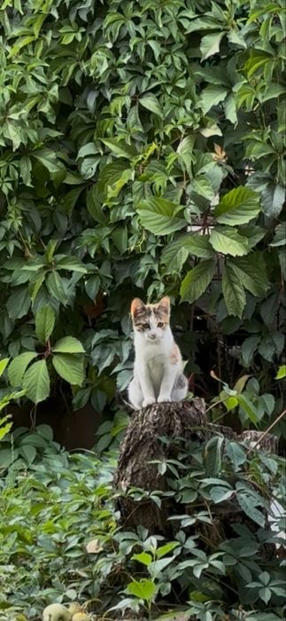 Кошка и 2 котеночка