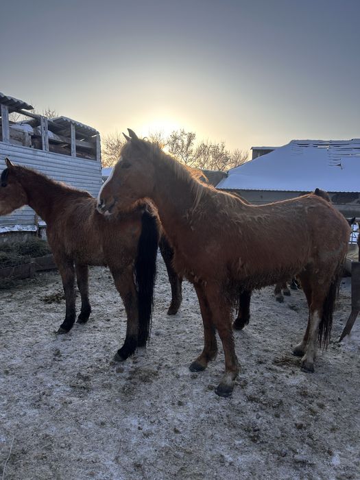 Жылкы бордакы семиз