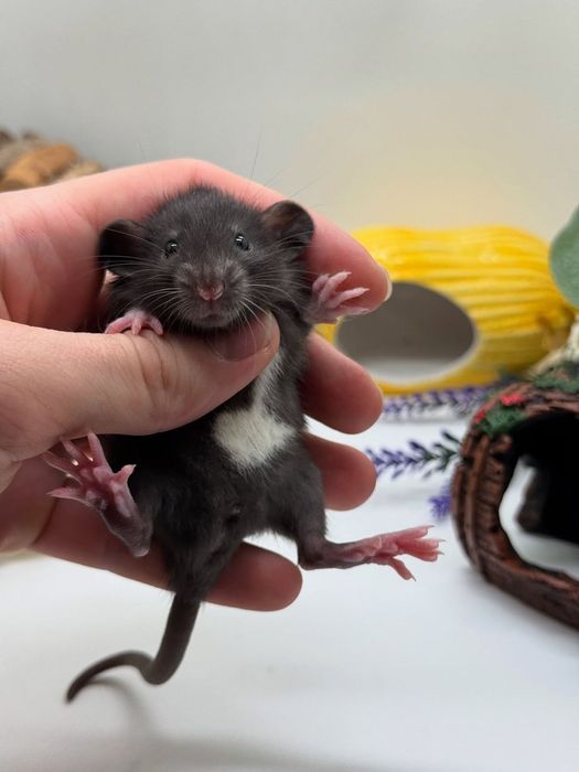 Крыски дамбо хаски