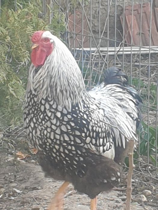Cocos rasa Wyandote