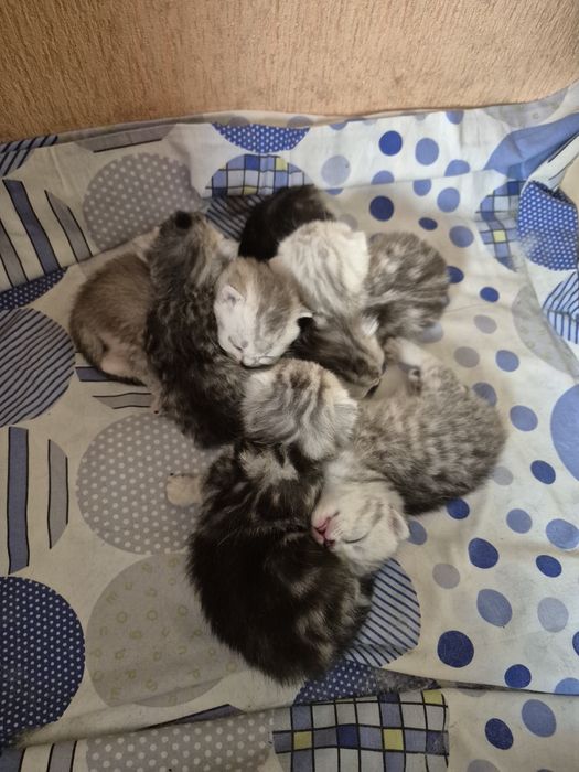 Котята шотландские веслоухие