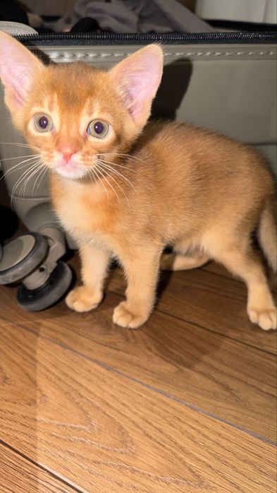 Абисинские котята
