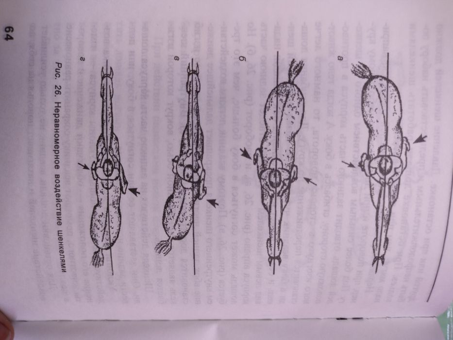 Книга Верховая езда