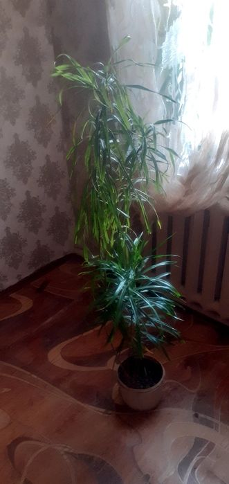 Пальма  хамедорея