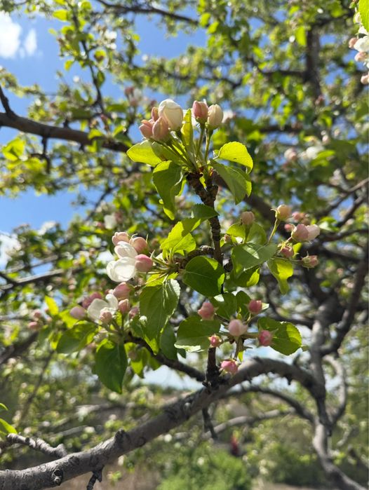 Продам дачу СПП Металлург