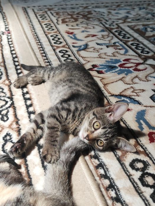 Отдам котят в добрые руки