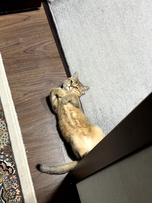 Mushuk Золотая шиншилла