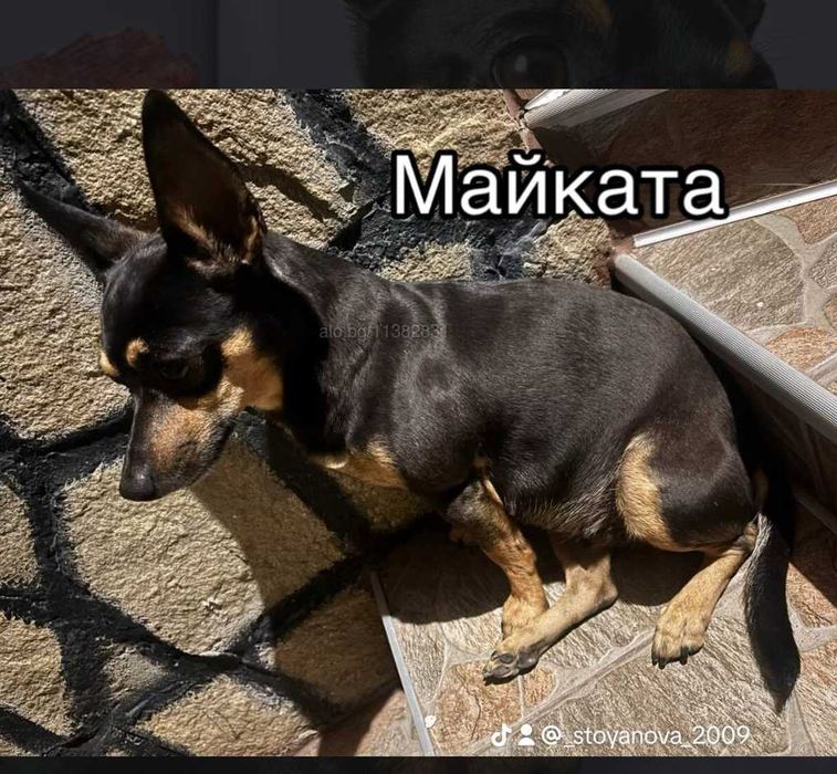 Kuce pincer malki