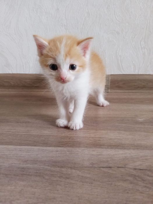 Котенок рыжик мальчик