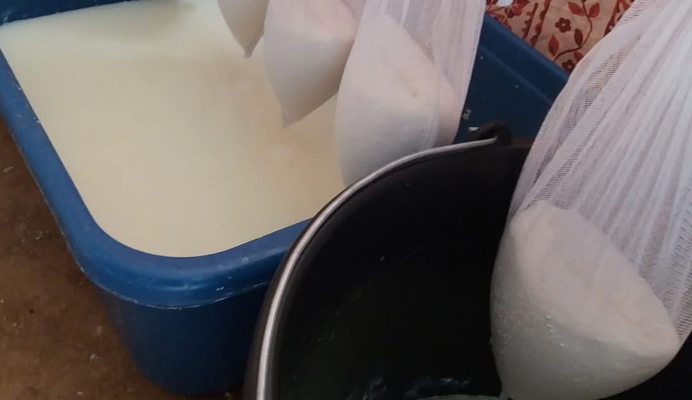 Brânză de capră proaspătă anul 2026, naturală – direct de la producăto