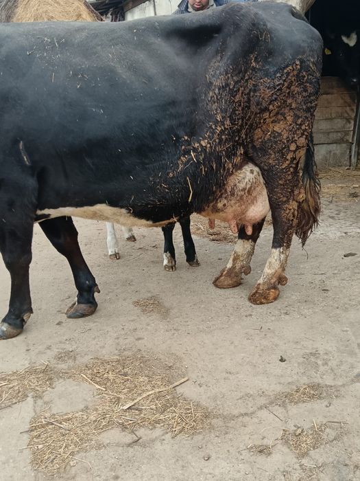 Vacă fătată recent