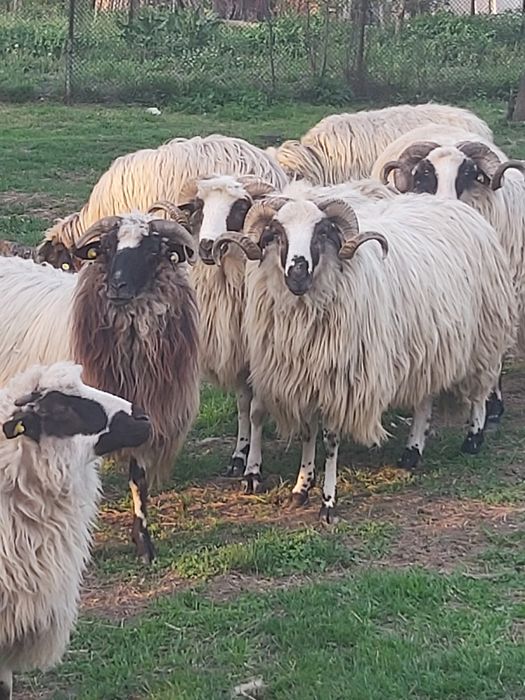 Berbeci brezi de Hateg