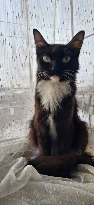 Кошечка и котики в добрые руки