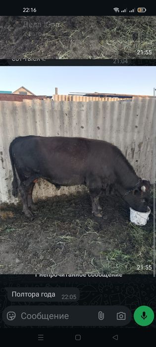 Бык отличный  срочно