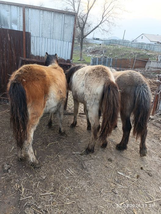 Продам хороших тайчиков