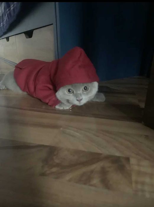 Haine Cainii pisici in mai multe culori ṣi marimi