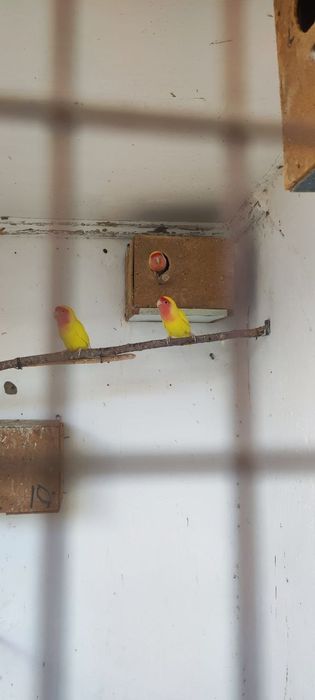 Papugay qush sotilad