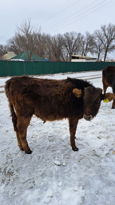 Продам Корову и бычок