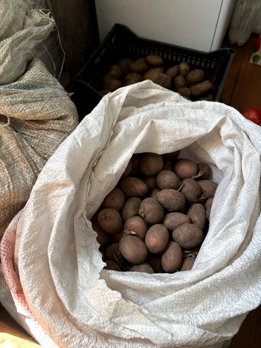 Продам семенной картофель