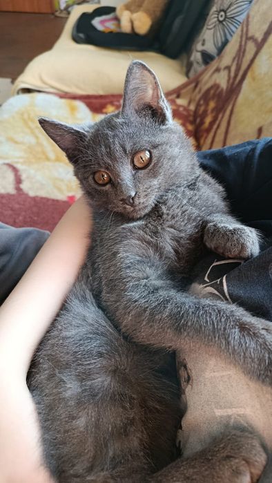 Отдают серого кота бесплатно