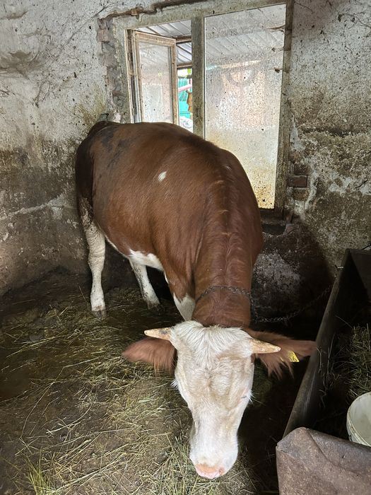 Vand Vitea tanara