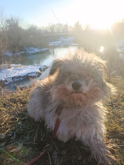 Отдам собаку очень ласковая