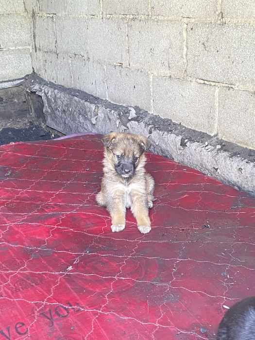 Күшіктер  овчарка үрғашы