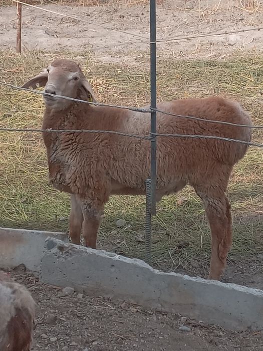 Продаю баранов арашан