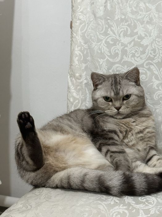 Отдам в хорошие руки