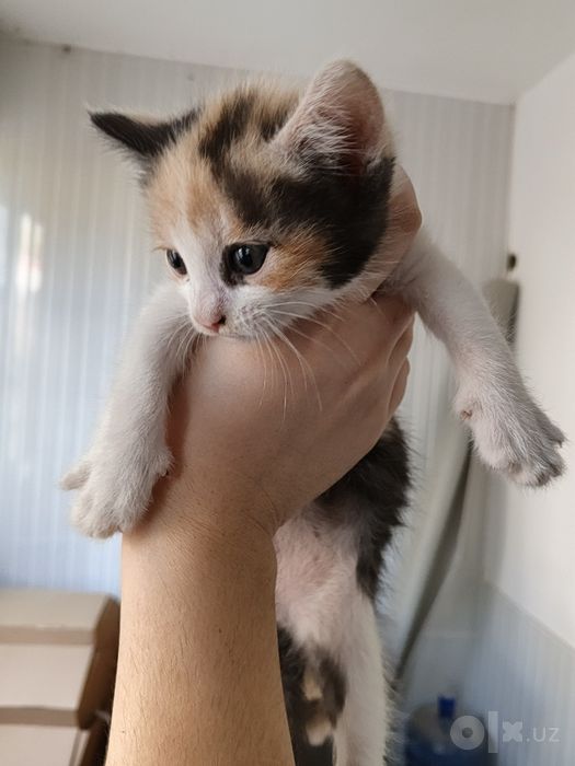 Котята Котята Котята