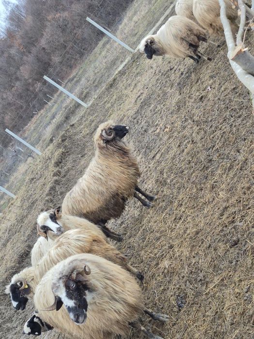 Oi breze frumoase si tinere!