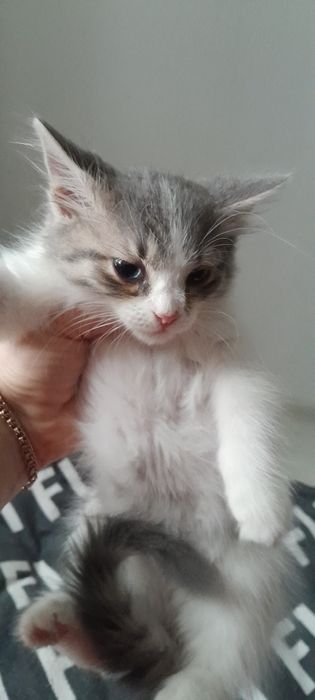 Отдам даром кошечку