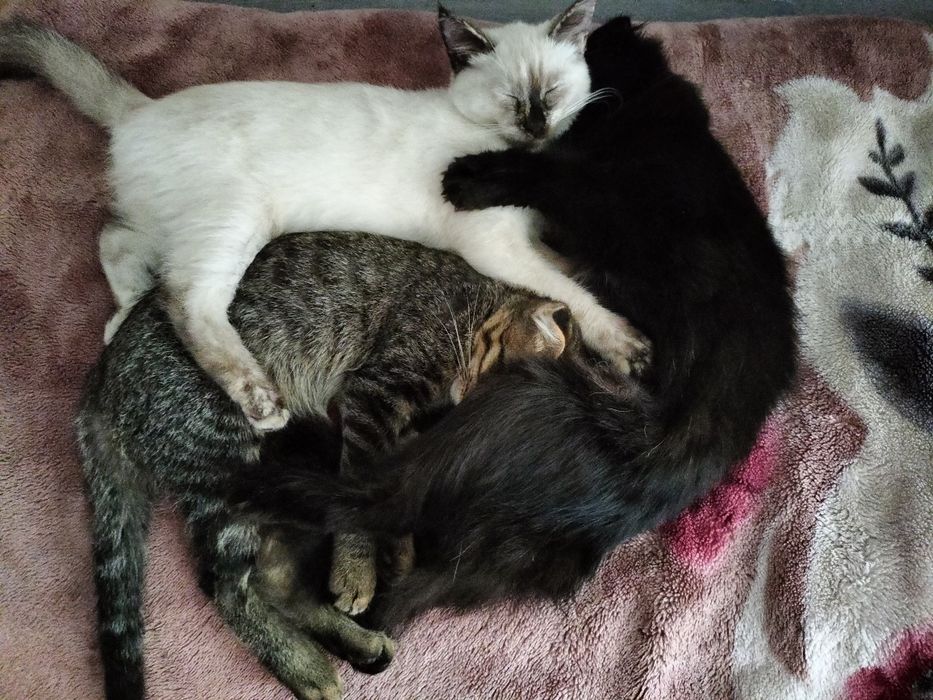 Отдам котят мальчик и девочка