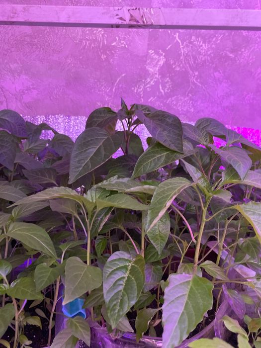 Продам рассаду помидор, перцев, баклажан!!