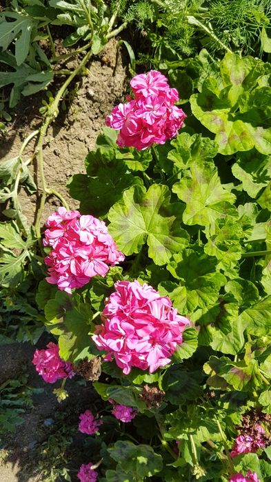 Продам черенки герани