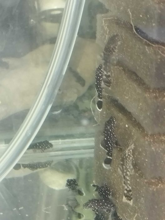 Звезден сом L181