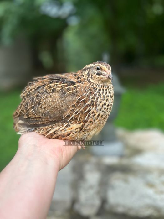 Bedana yapon mojor beli gigant bedana lari bor tuxumi joʻjasi 1 oylgi