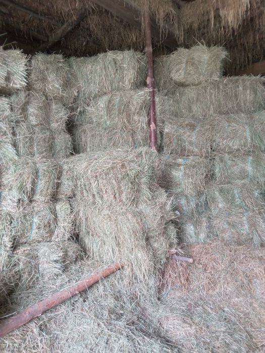 Vand baloti fan an 2025