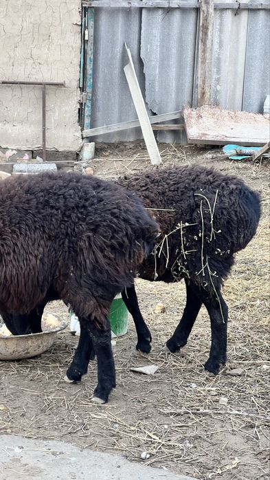 екеуіде тоқты қошқар