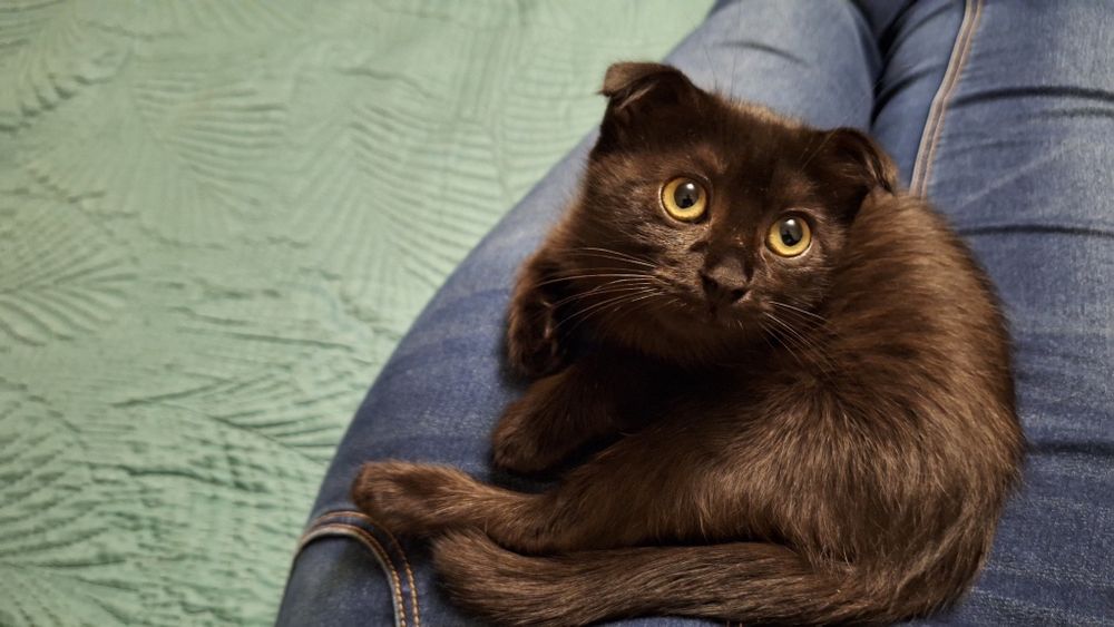 Отдам чудесного вислоухого котенка в хорошие руки, девочка ~3мес
