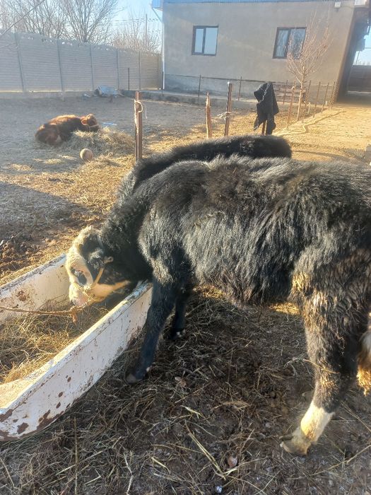 Сегіз тоғыз айлық буқалар