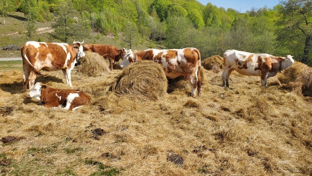 De vanzare ferma 19 vaci si 7 vitei