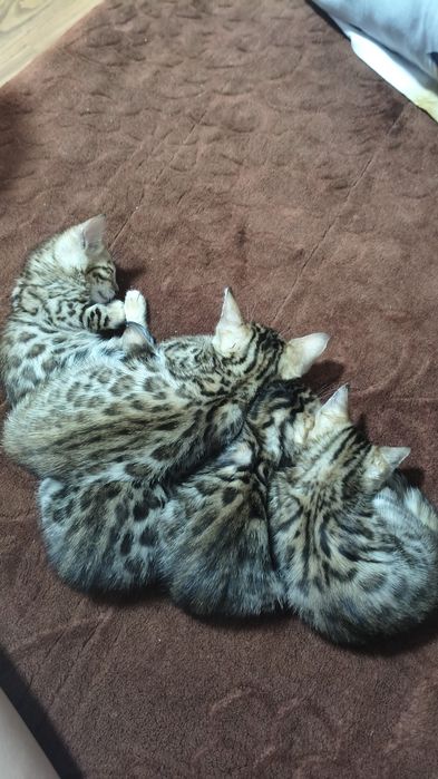 Pui Bengal gata de adopție începând cu data de 15 Octombrie